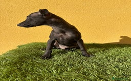 Pequeño Lebrel Italiano perros en venta: Galgo piccolo Lebrel Italilano macho - Imagen 2