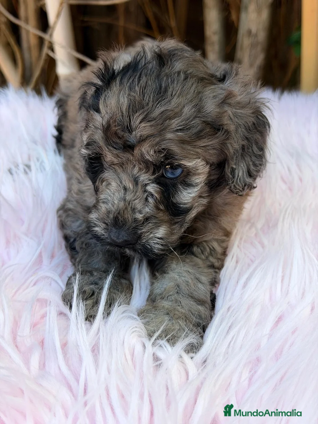 Caniche Mediano perros en venta: Hembra caniche mediano merle - Anuncio 9