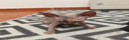 Sphynx gatos en venta: Preciosa hembrita sphynx  - Anuncio 4