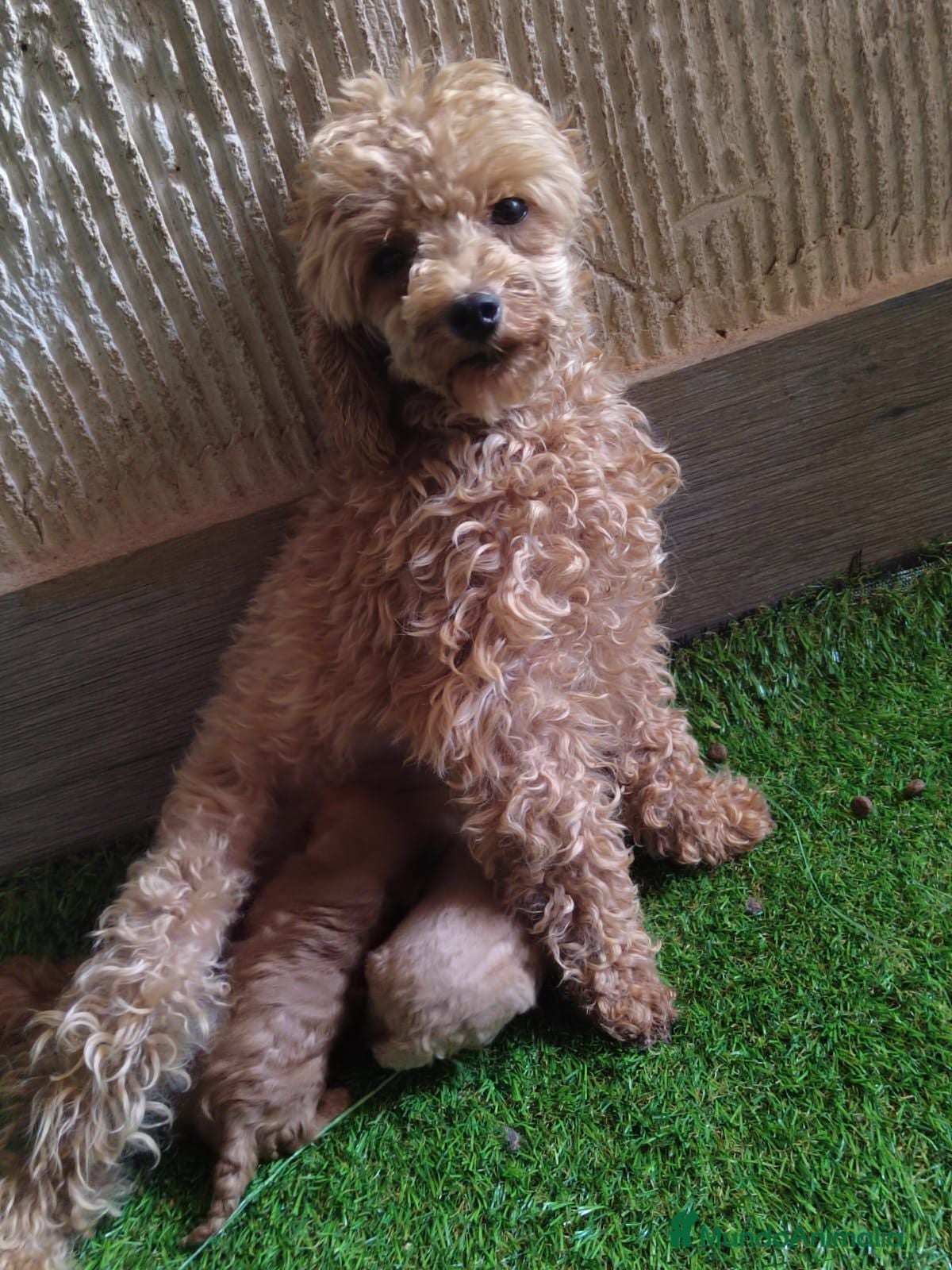 Caniche Toy perros Última Caniche Toy Apricot disponible - Anuncio 1