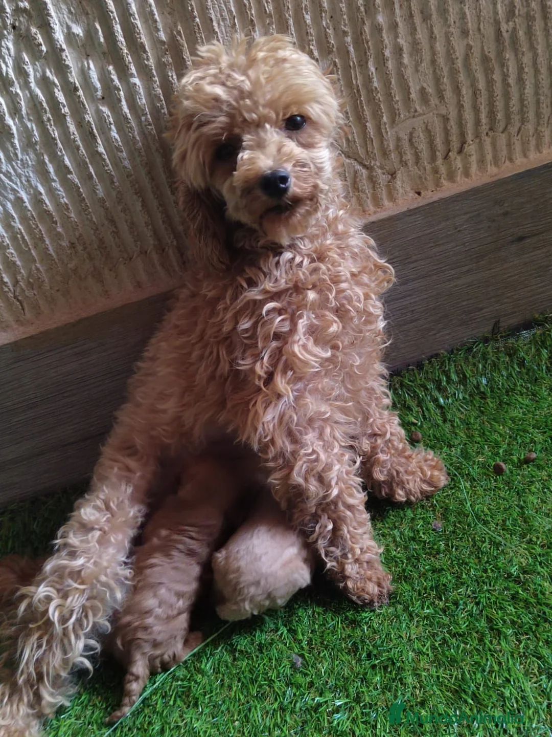 Caniche Toy perros en venta: Última Caniche Toy Apricot disponible - Anuncio 1