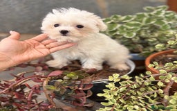 Bichón Maltés perros en venta: Bichon maltés toy hembra y macho.  - Imagen 4