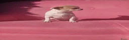 Chihuahua perros en venta: Chihuahua  - Anuncio 2