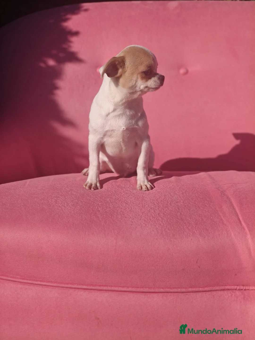 Chihuahua perros en venta: Chihuahua  - Anuncio 2