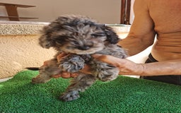 Caniche Toy perros en venta: Caniche toy  - Imagen 7