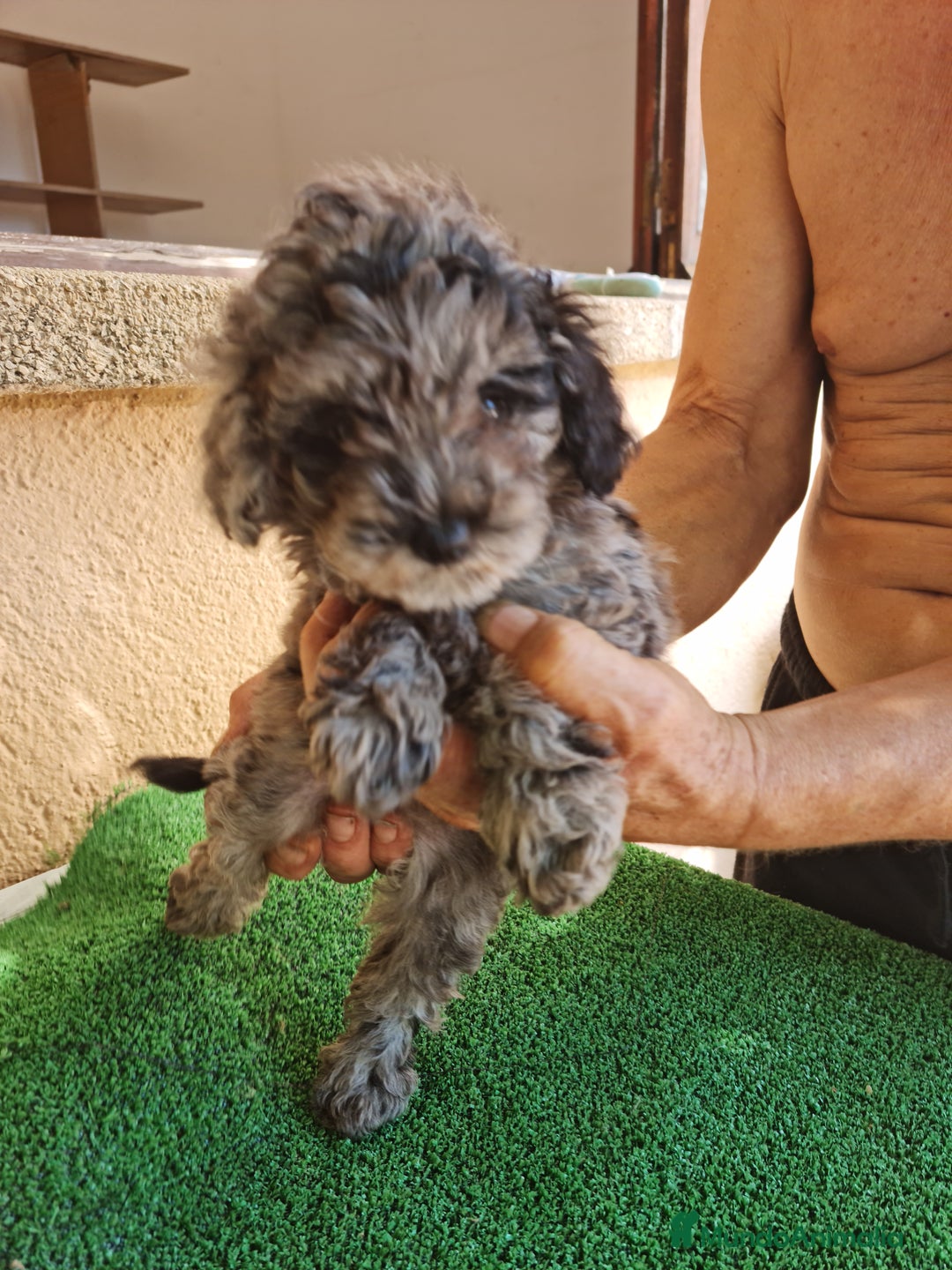 Caniche Toy perros en venta: Caniche toy  - Imagen 7