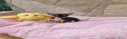 Chihuahua perros en venta: Chihuahua - Anuncio 1