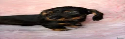Teckel Miniatura perros en venta: Teckel pelo duro  - Anuncio 2