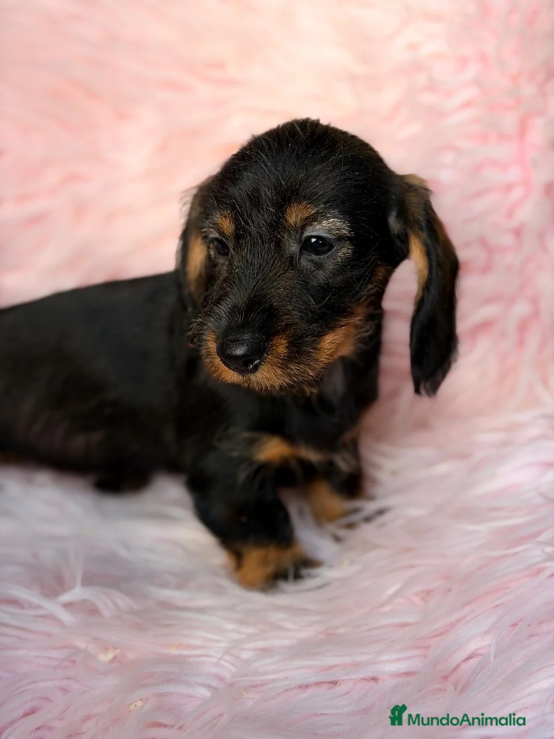 Teckel Miniatura perros en venta: Teckel pelo duro  - Anuncio 2