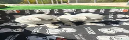 Bichón Maltés perros en venta: Bichon maltes toy - Anuncio 4