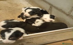 Border Collie perros en venta: Border collie nueva camada - Imagen 3