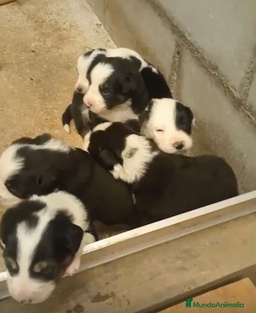 Border Collie perros en venta: Border collie nueva camada - Imagen 3