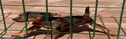 Pinscher Miniatura perros en venta: Caraby Harlequin Pinscher Benidorm  - Anuncio 4