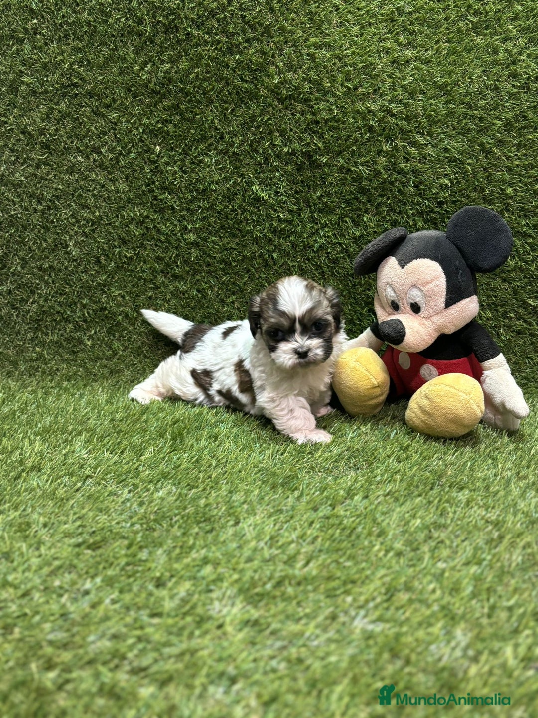 Shih Tzu perros en venta: Shih tzu  - Anuncio 4