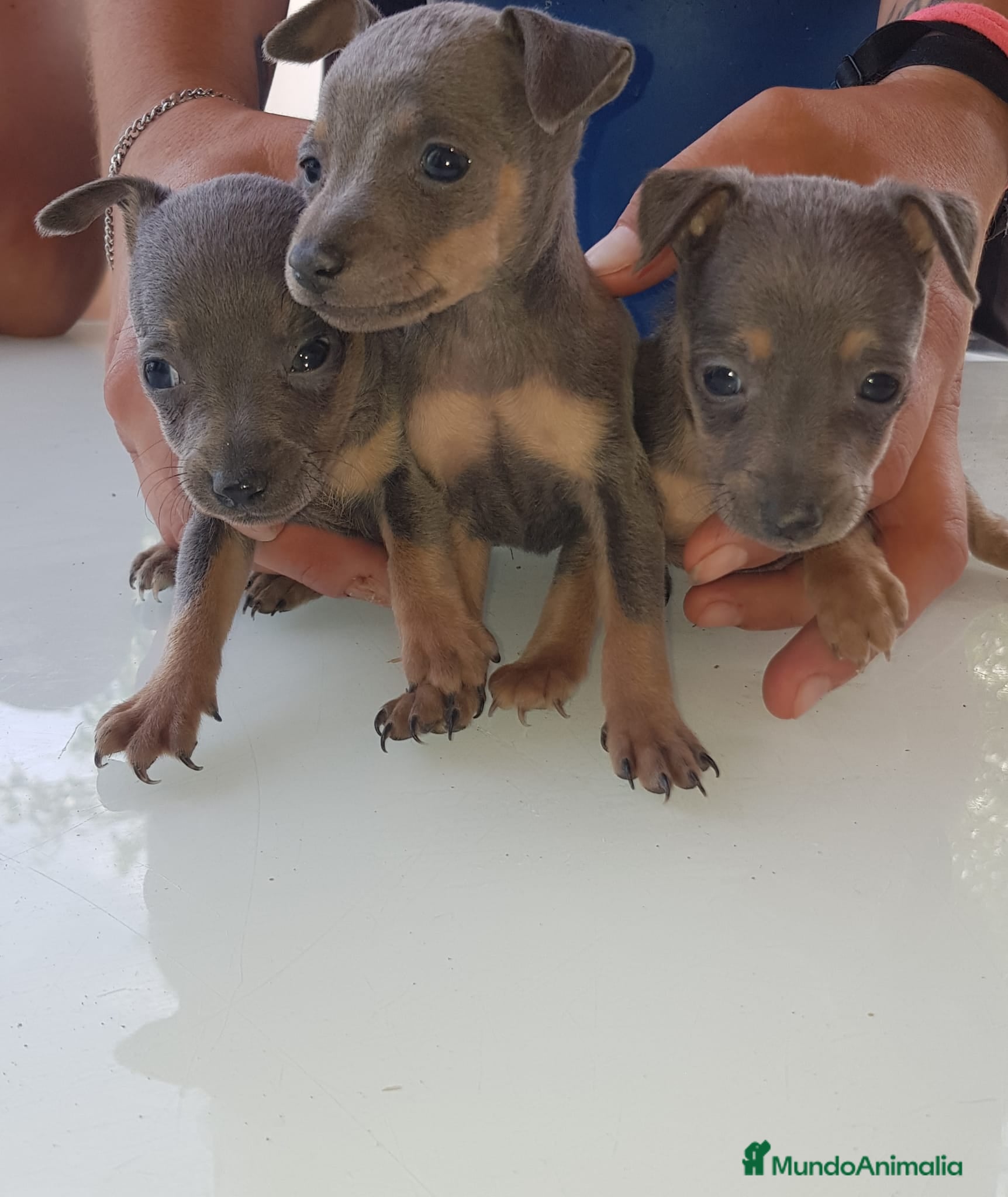 Ratón de Praga perros Ratón de Praga blue hembra y macho  - Anuncio 1