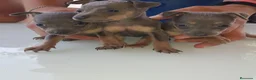 Ratón de Praga perros en venta: Ratón de Praga blue hembra y macho  - Anuncio 1