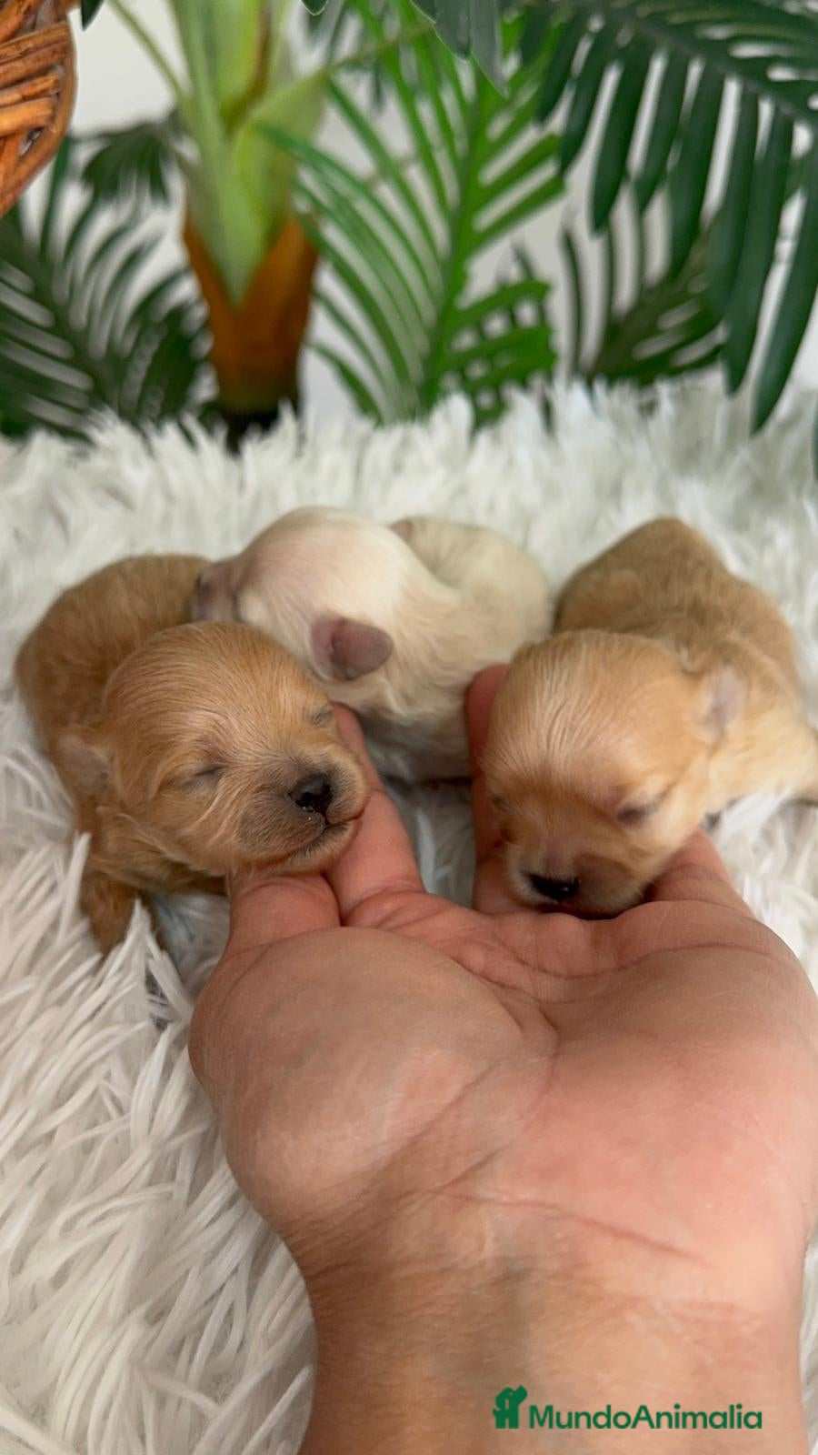 Maltipoo perros MALTIPOO TOY - Anuncio 1