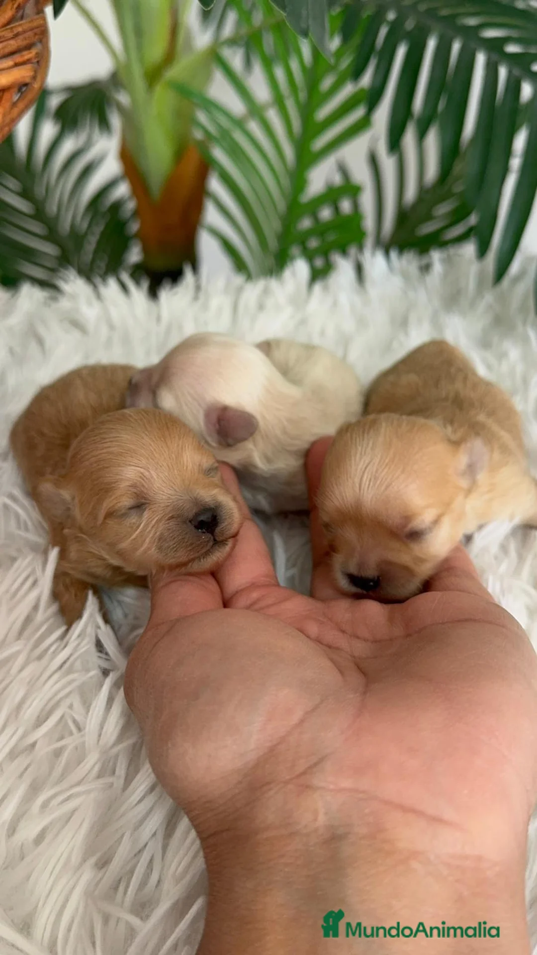 Maltipoo perros en venta: MALTIPOO TOY - Anuncio 1