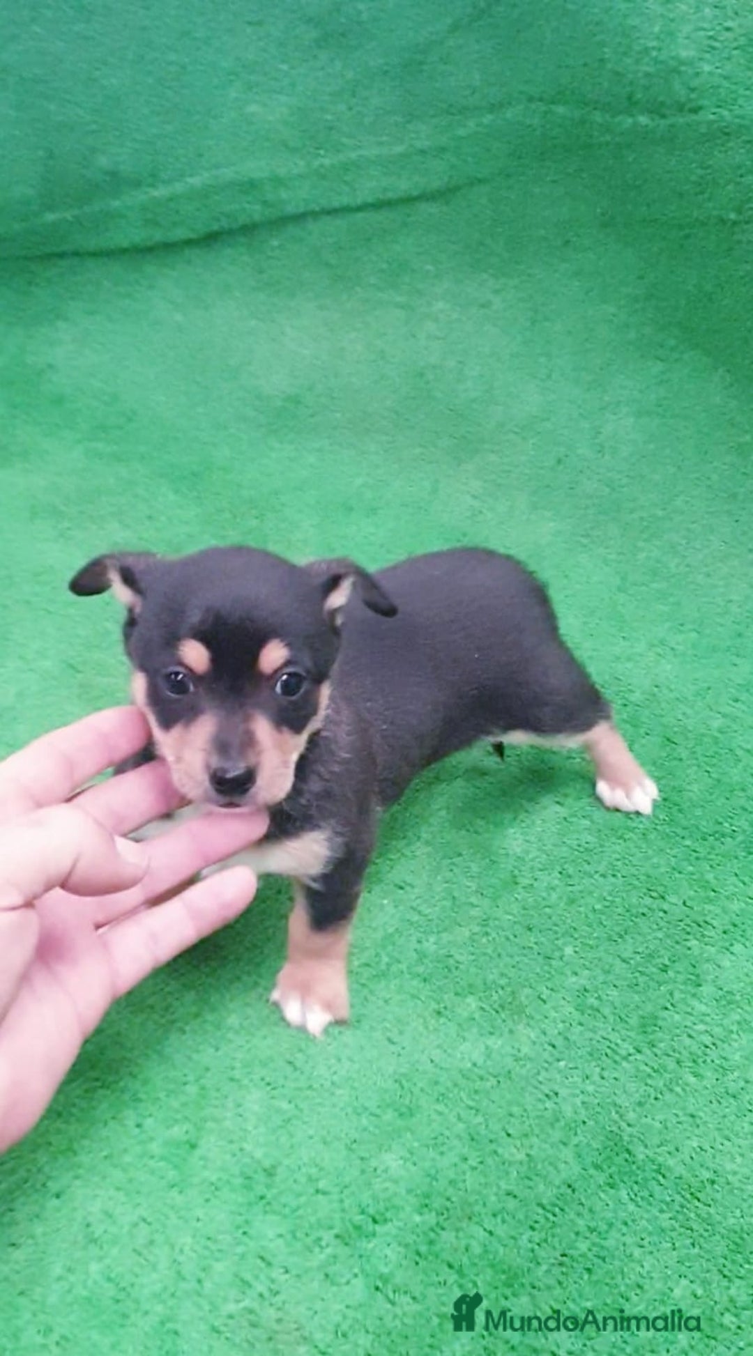 Raza Mixta perros en venta: # Chihuahua _ Pincher # - Anuncio 3