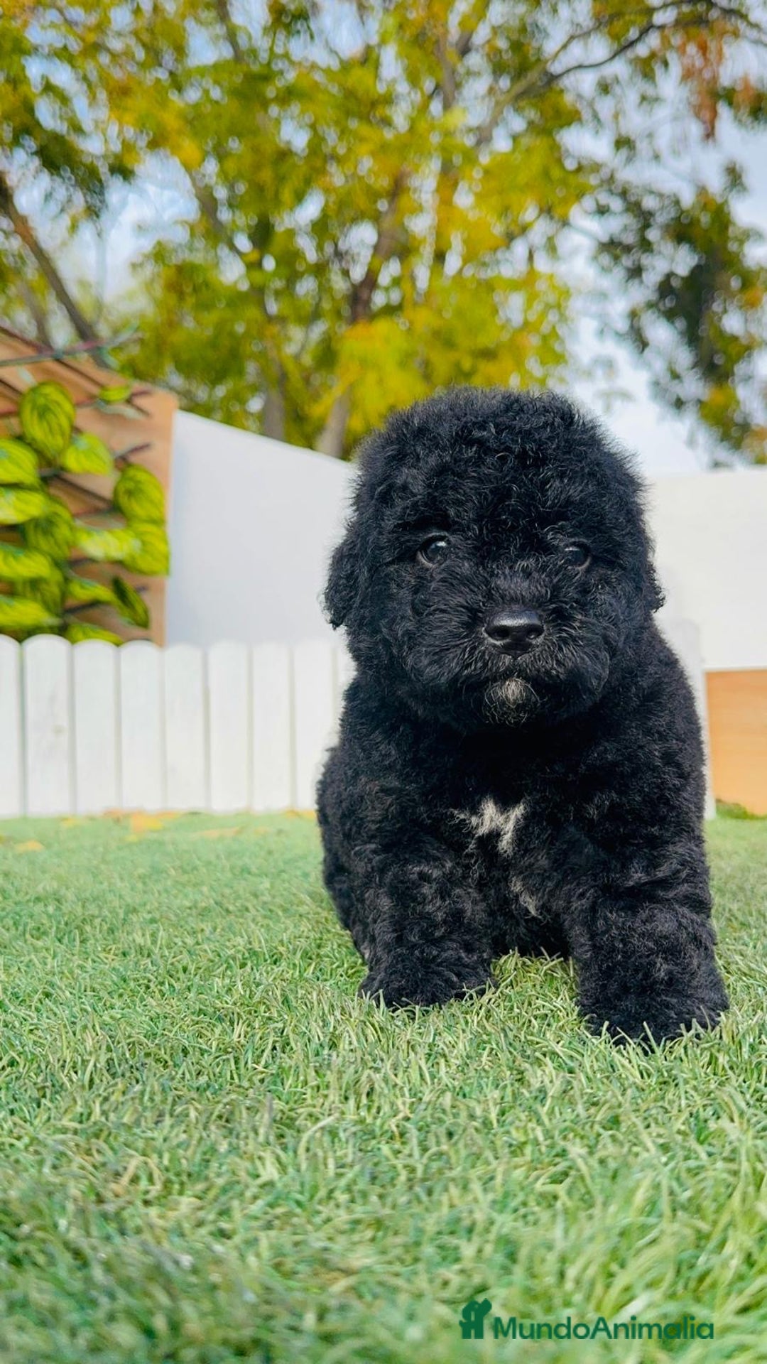 Perro de Agua Español perros en venta: PERRO DE AGUA  - Anuncio 2