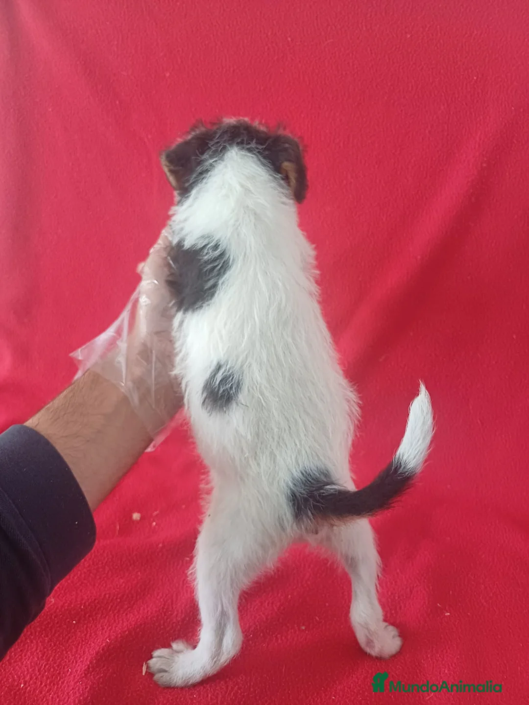 Fox Terrier de Pelo Duro perros en venta: Foxterrier Pelo Duro  - Anuncio 3