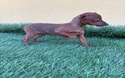 Pinscher Miniatura perros en venta: macho y hembra pinscher miniatura o mini pinscher - Imagen 25