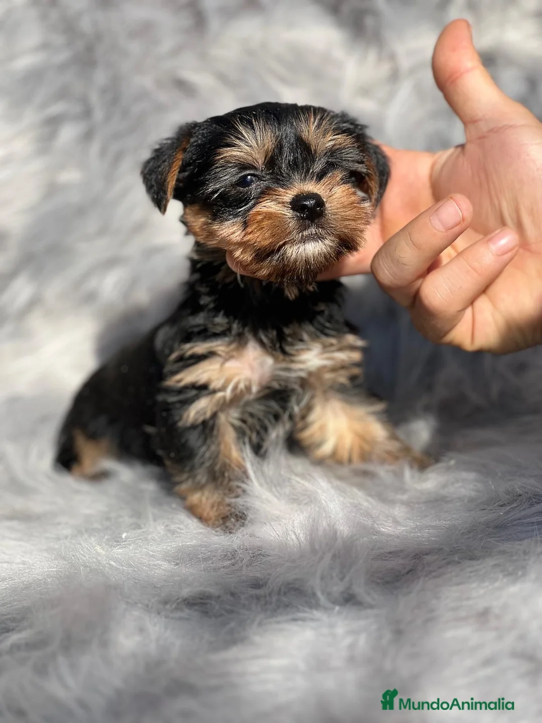 Yorkshire Terrier perros en venta: YORKSHIRE TOY  en Barcelona - Anuncio 3