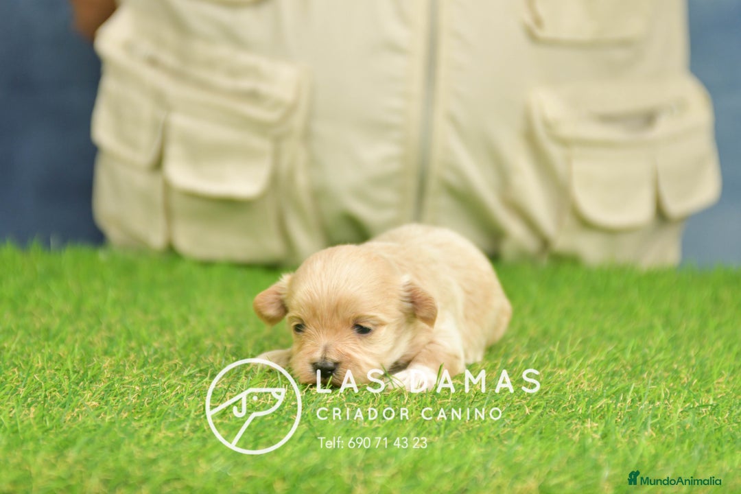Maltipoo perros en venta: Cachorros de maltipoo disponibles. - Anuncio 6