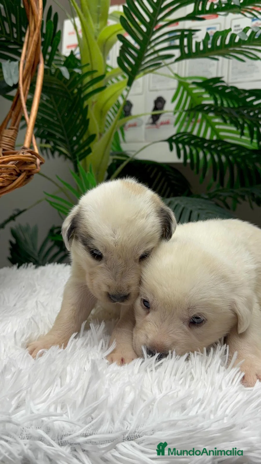 Mastín Español perros en venta: MASTIN ESPAÑOL  - Anuncio 7