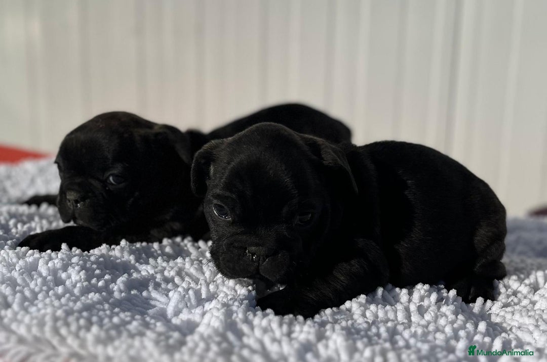 Bulldog Francés perros en venta: Bulldog francés negros  - Anuncio 3