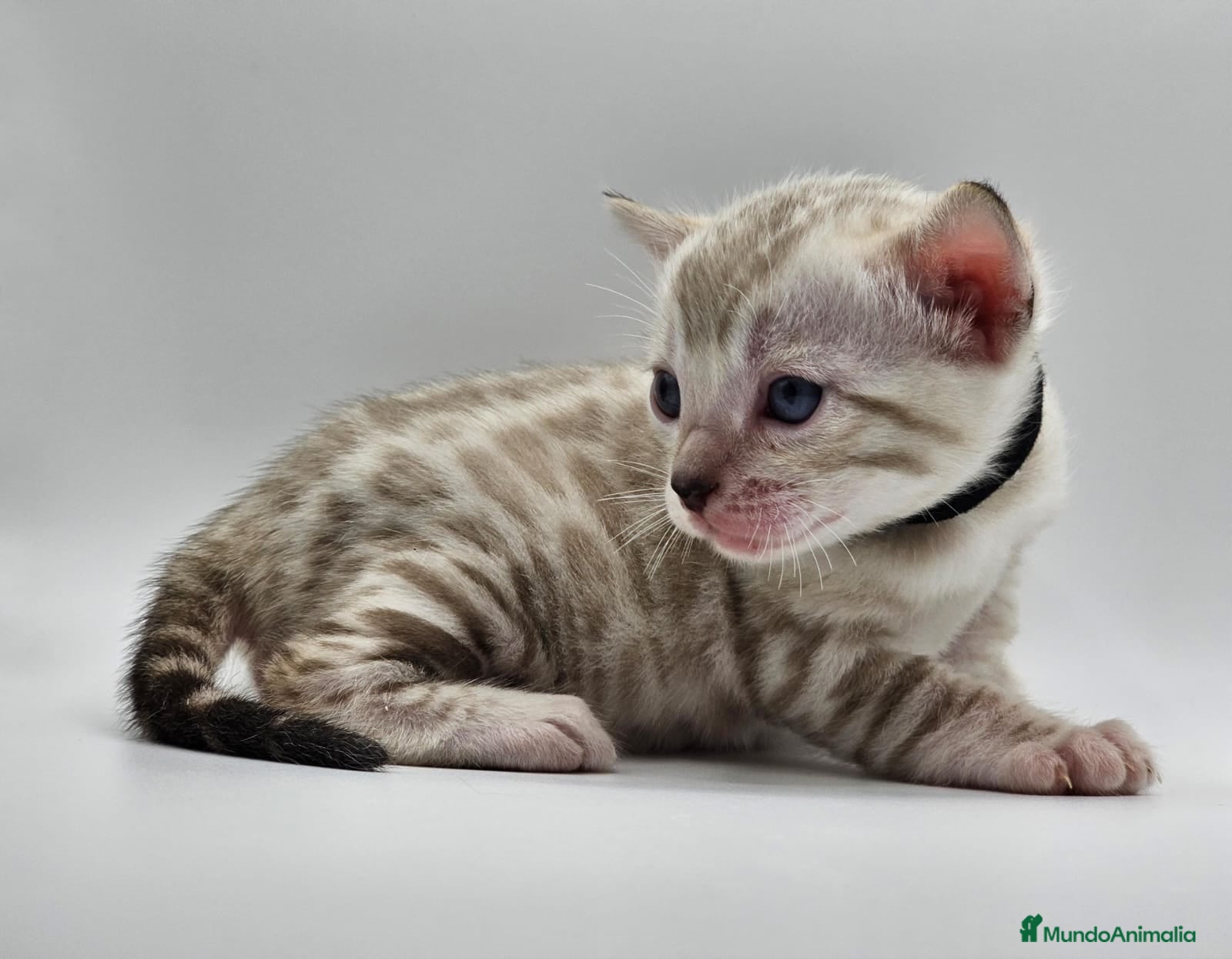 Bengalí gatos BENGALÍ LINK en Madrid - Anuncio 2