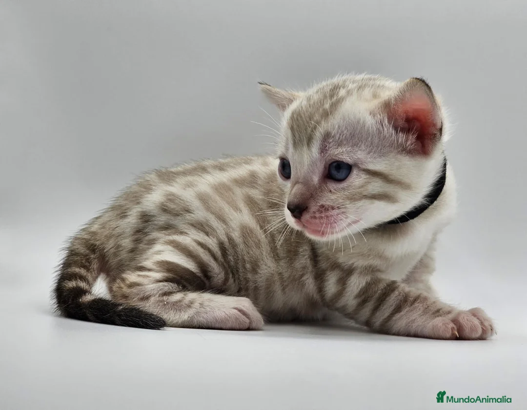Bengalí gatos en venta: BENGALÍ LINK en Madrid - Anuncio 2