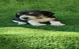 Beagle perros en venta: Beagle - Imagen 2