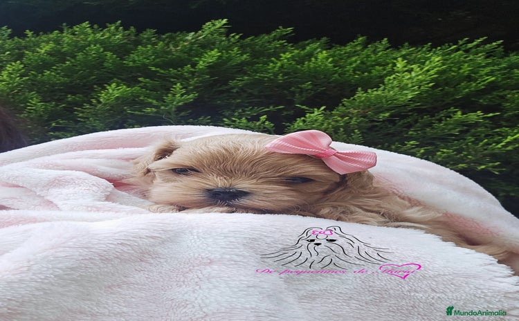 Maltipoo perros - Anuncio 2