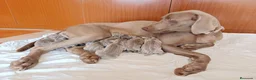 Weimaraner perros en venta: Cachorros weimaraner 🐶🐾 en Cádiz - Anuncio 1