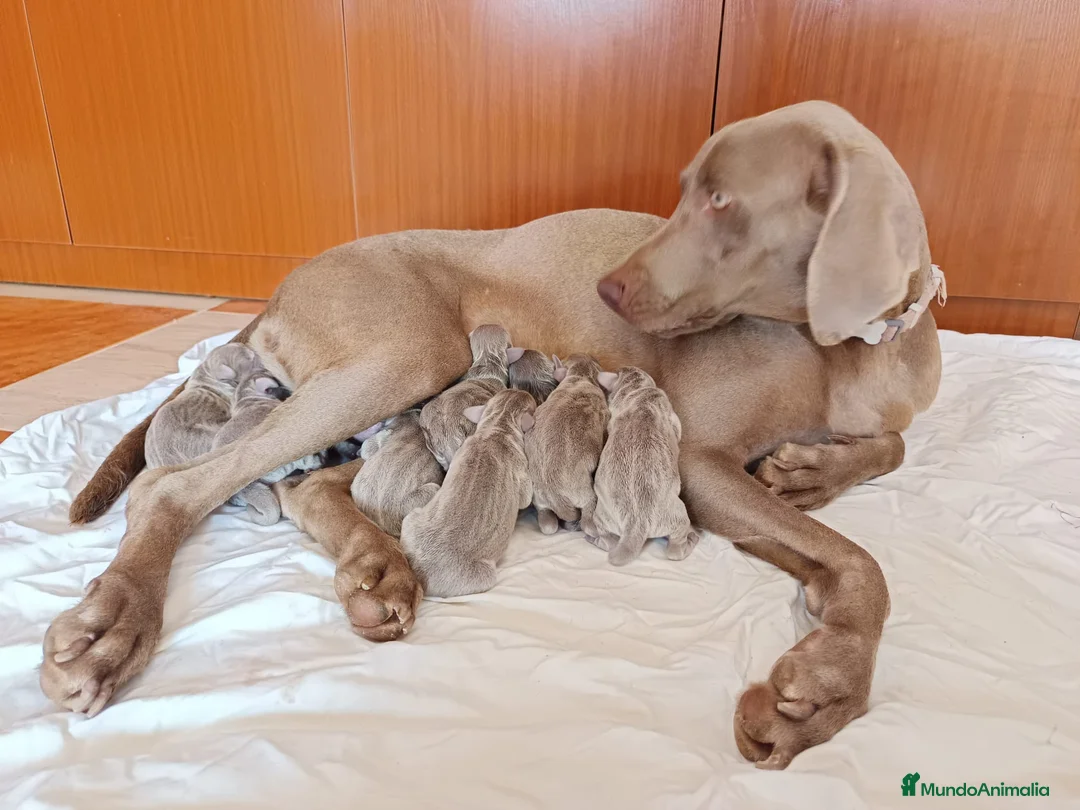 Weimaraner perros en venta: Cachorros weimaraner 🐶🐾 en Cádiz - Anuncio 1
