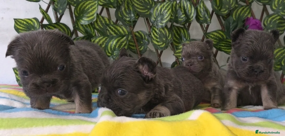 Bulldog Francés perros en venta: Frenchis bulldog  - Anuncio 4