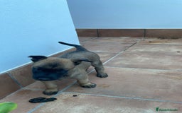 Pastor Belga Malinois perros en venta: Hembra de malinoe  - Imagen 1