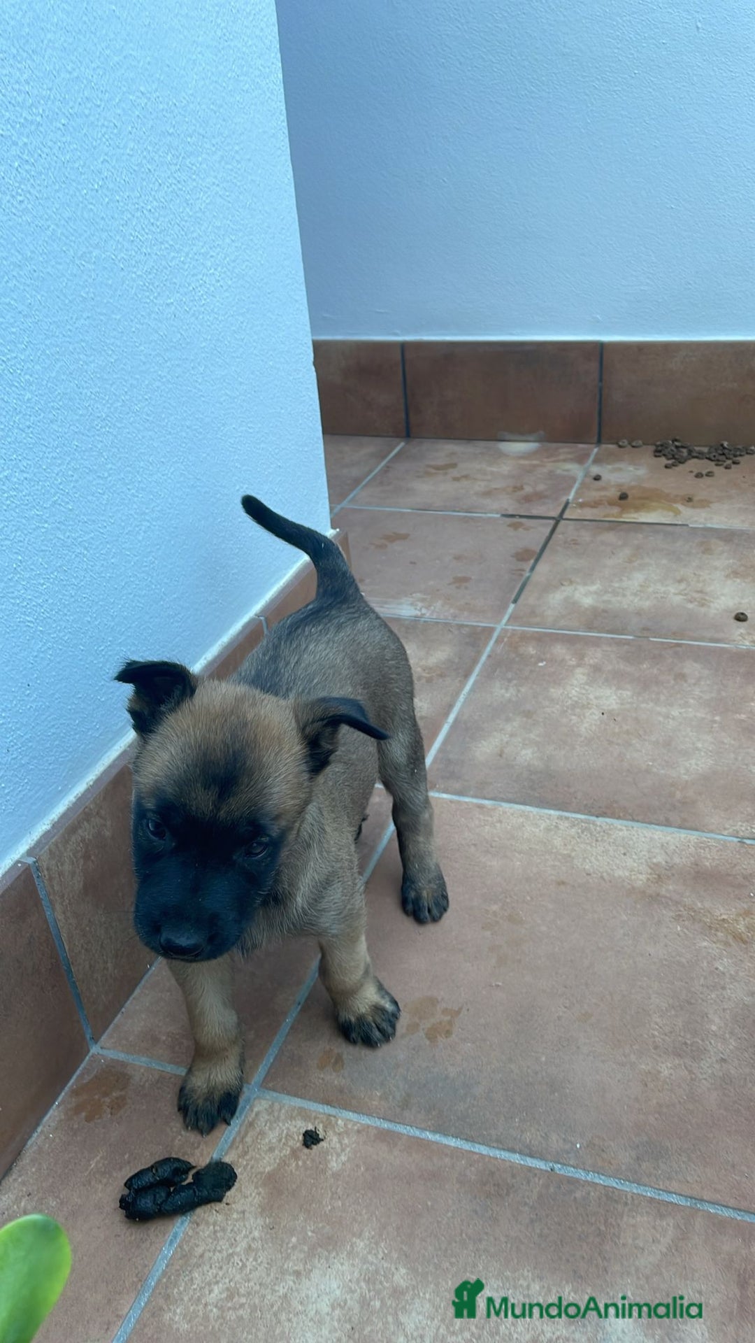 Pastor Belga Malinois perros en venta: Hembra de malinoe  - Imagen 1