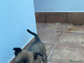 Pastor Belga Malinois perros - Anuncio 1