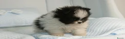 Pomerania perros en venta: CACHORROS DE POMERANIA  - Anuncio 13