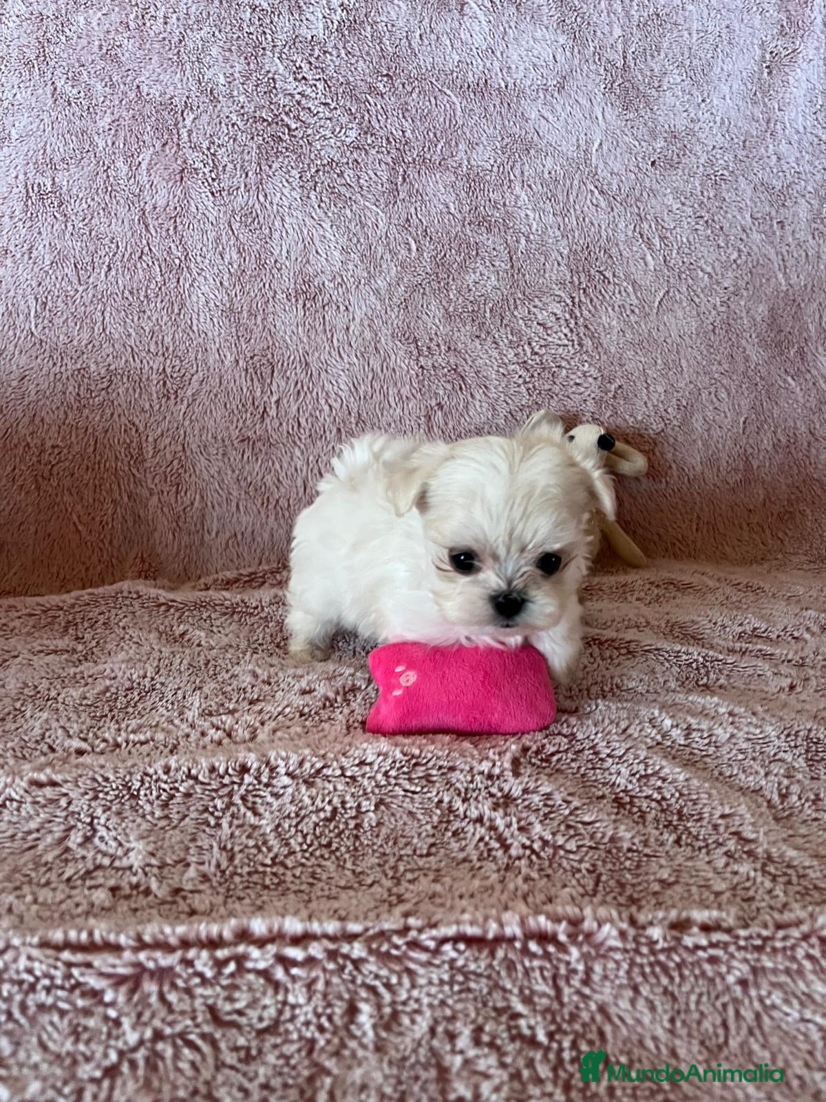 Bichón Maltés perros BICHÓN MALTES - Anuncio 2