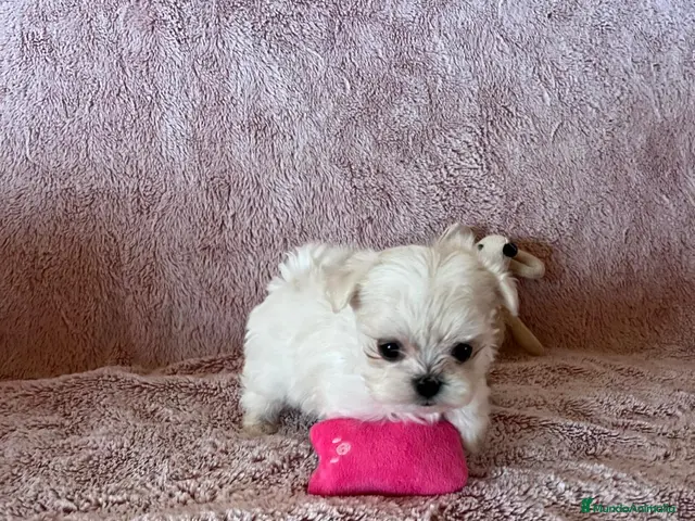 Bichón Maltés perros en venta: BICHÓN MALTES - Anuncio 2