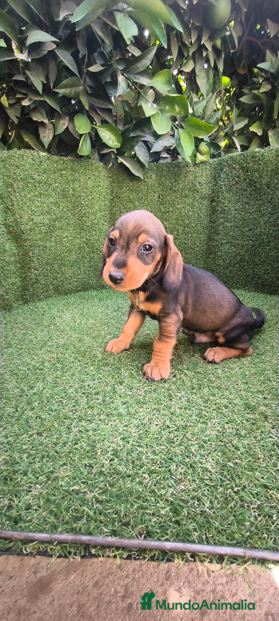 Teckel Miniatura perros en venta: teckel miniatura  - Imagen 4