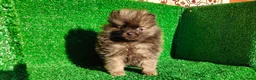 Pomerania perros en venta: Pomerania  - Anuncio 2