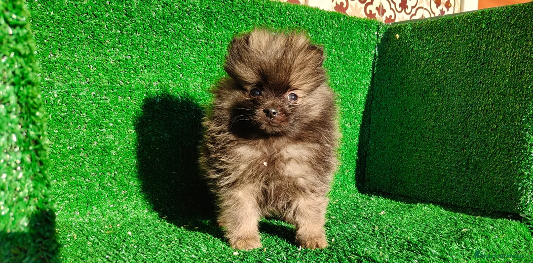 Pomerania perros en venta: Pomerania  - Anuncio 2