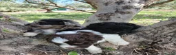 Otras razas perros en venta: AUSTRALIAN WATER DOG - Anuncio 3