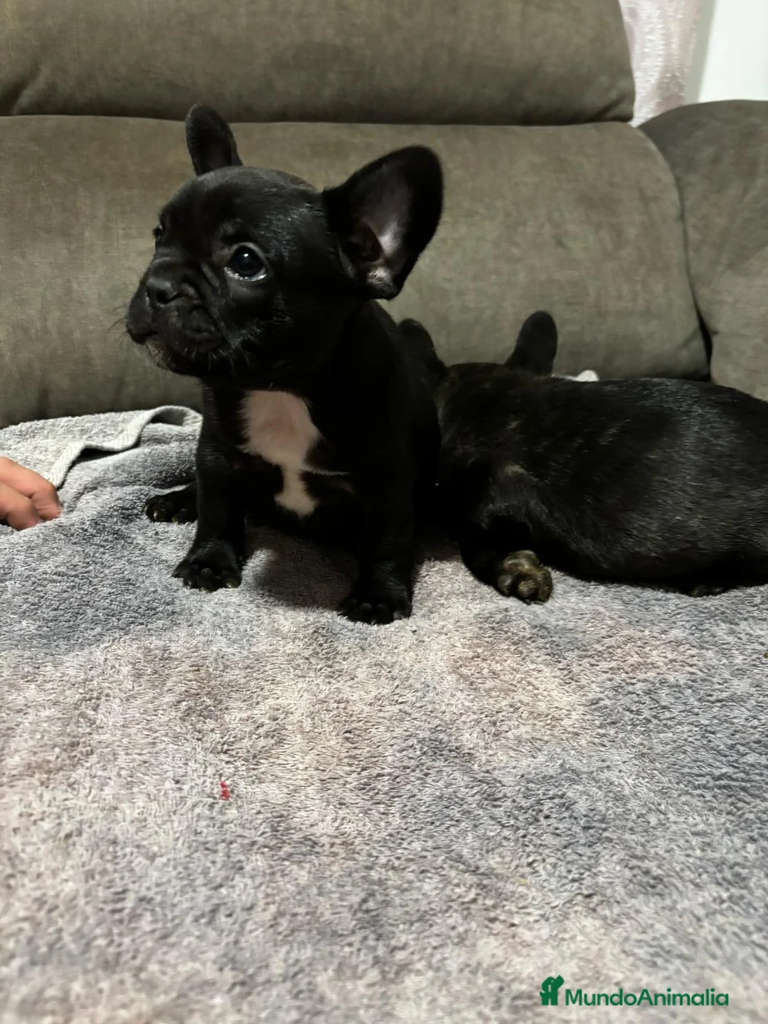 Bulldog Francés perros en venta: Cachorros de bulldog Francés  - Anuncio 2