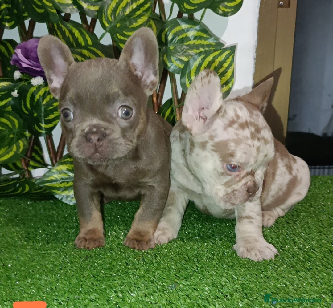 Bulldog Francés perros en venta: Bulldog francés exóticos  - Anuncio 6