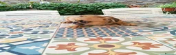 Bulldog Francés perros en venta: BULLDOG FRANCÉS  - Anuncio 11